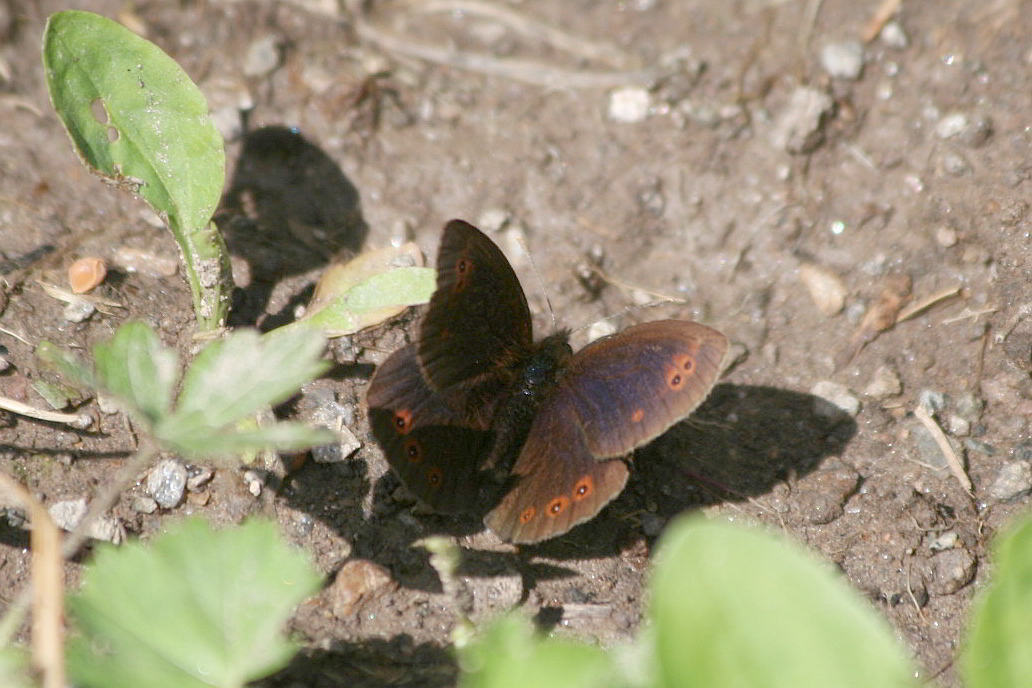 Erebia aethiops?